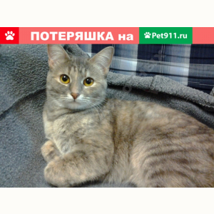 Потерялась Кошка (Домашняя)