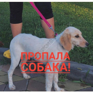 Потерялась Собака (Порода не известна)