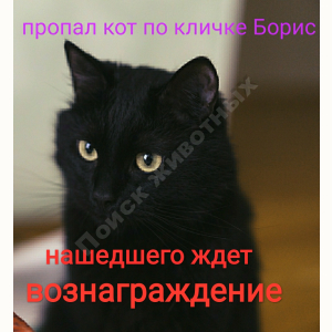 Потерялся Кот (Порода не известна)