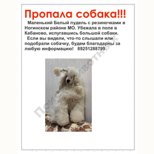 Потерялась Собака (Пудель)