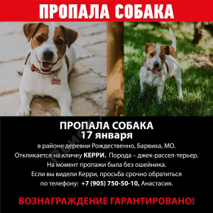 Потерялась Собака (Джек-рассел-терьер)