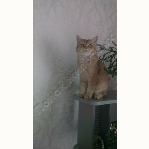 Потерялся Кот (Британская короткошёрстная кошка)