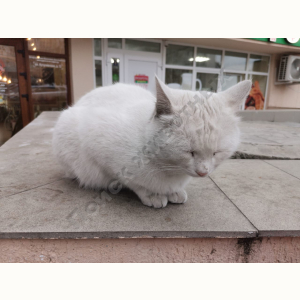 Найден Кот (Порода не известна)