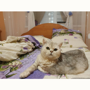 Потерялся Кот (Британская короткошёрстная кошка)