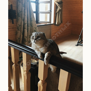 Потерялся Кот (Шотландская вислоухая кошка)
