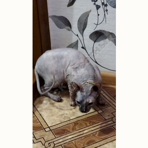 Найдена Кошка (Сфинкс)