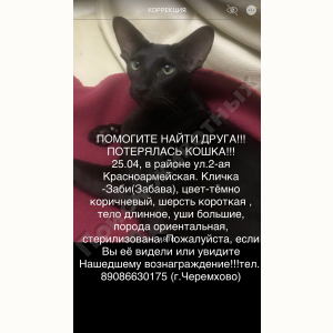 Потерялась Кошка (Ориентальная кошка)