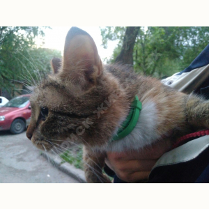 Найдена Кошка (Порода не известна)