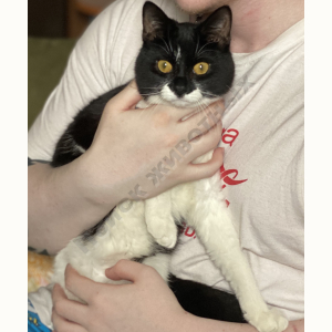 Потерялся Кот