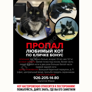Потерялся Кот (Порода не известна)