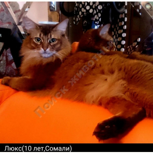 Потерялся Кот (Сомали)