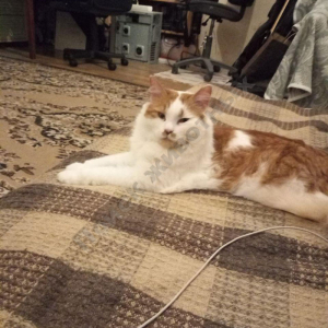 Потерялся Кот (Порода не известна)