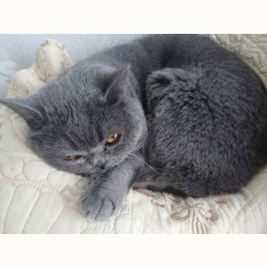 Потерялся Кот (Британская короткошёрстная кошка)