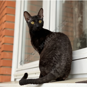 Потерялся Кот (Корниш-рекс)
