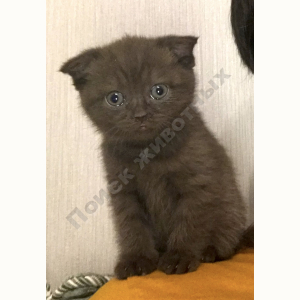 Потерялась Кошка (Британская короткошёрстная кошка)
