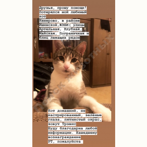 Потерялся Кот (Порода не известна)