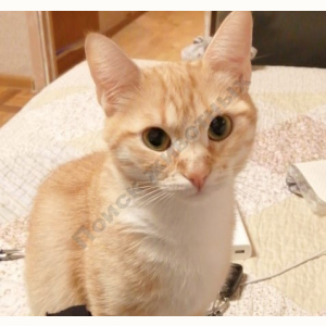 Потерялась Кошка (Домашняя)