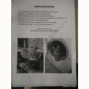 Потерялся Кот (Порода не известна)