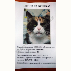 Потерялась Кошка (Порода не известна)