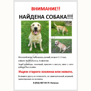 Найден Пёс (Порода не известна)