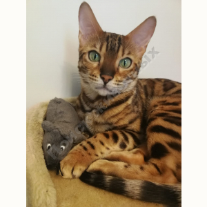 Потерялась Кошка (Бенгальская кошка)