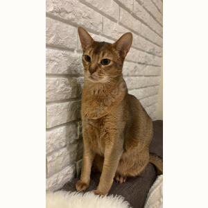 Потерялся Кот (Абиссинская кошка)