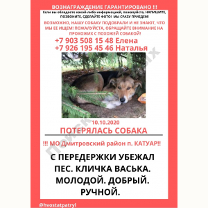 Потерялся Пёс (Порода не известна)