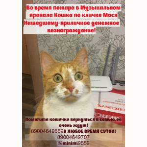 Потерялась Кошка (Порода не известна)