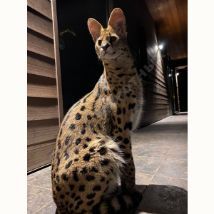 Потерялся Кот (Серенгети)