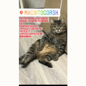 Потерялась Кошка (Порода не известна)