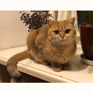 Потерялась Кошка (Британская короткошёрстная кошка)