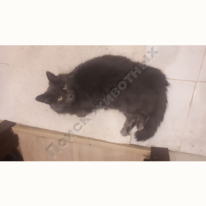 Найден Кот (Нибелунг)