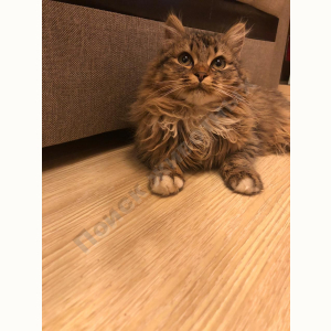 Найдена Кошка (Сибирская кошка)