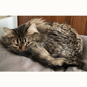 Потерялся Кот (Сибирская кошка)
