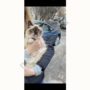 Потерялась Кошка (Бирманская кошка)
