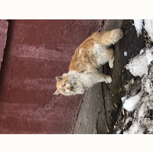 Найден Кот (1)