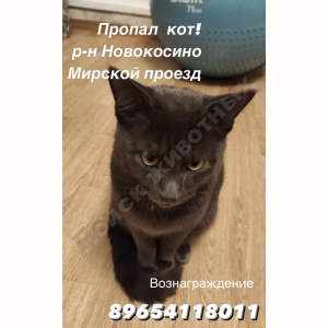 Потерялся Кот (Порода не известна)