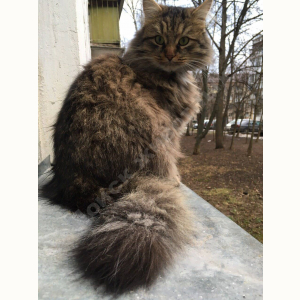 Потерялся Кот (Порода не известна)
