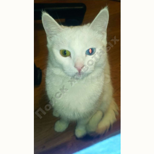 Потерялась Кошка (Домашняя)
