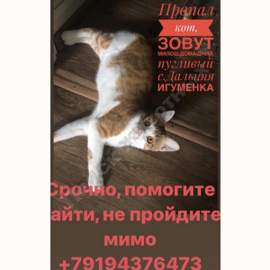 Потерялся Кот (Порода не известна)