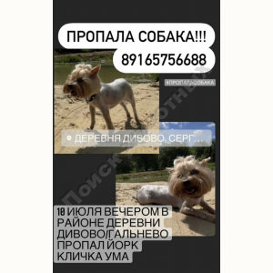 Потерялась Собака (Йоркширский терьер)