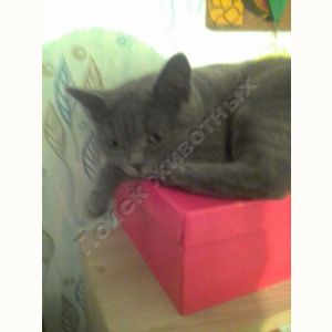 Потерялась Кошка (Британская короткошёрстная кошка)