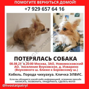 Потерялся Пёс (Чихуахуа)