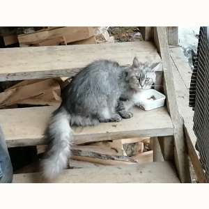Найден Кот (Мейн-кун)