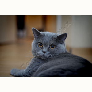Потерялась Кошка (Бразильская короткошёрстная кошка)