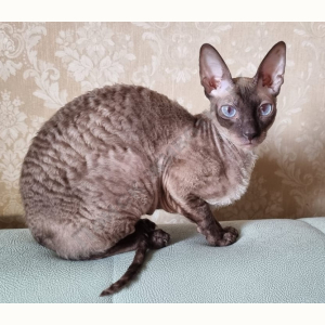Потерялась Кошка (Корниш-рекс)