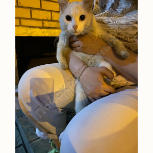 Найден Кот (Порода не известна)