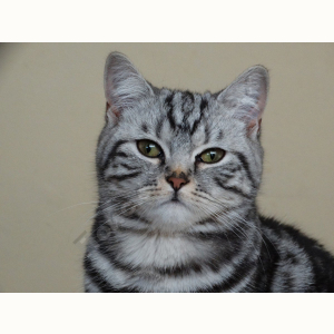 Потерялся Кот (Бразильская короткошёрстная кошка)