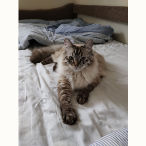 Потерялся Кот (1)