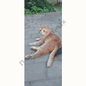 Потерялся Кот (Домашняя)
